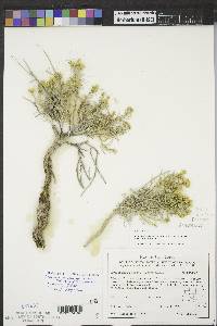 Ericameria nauseosa subsp. nauseosa image