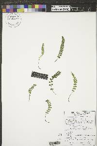 Asplenium trichomanes-ramosum image