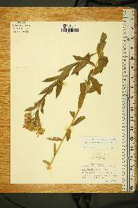 Eucephalus engelmannii image