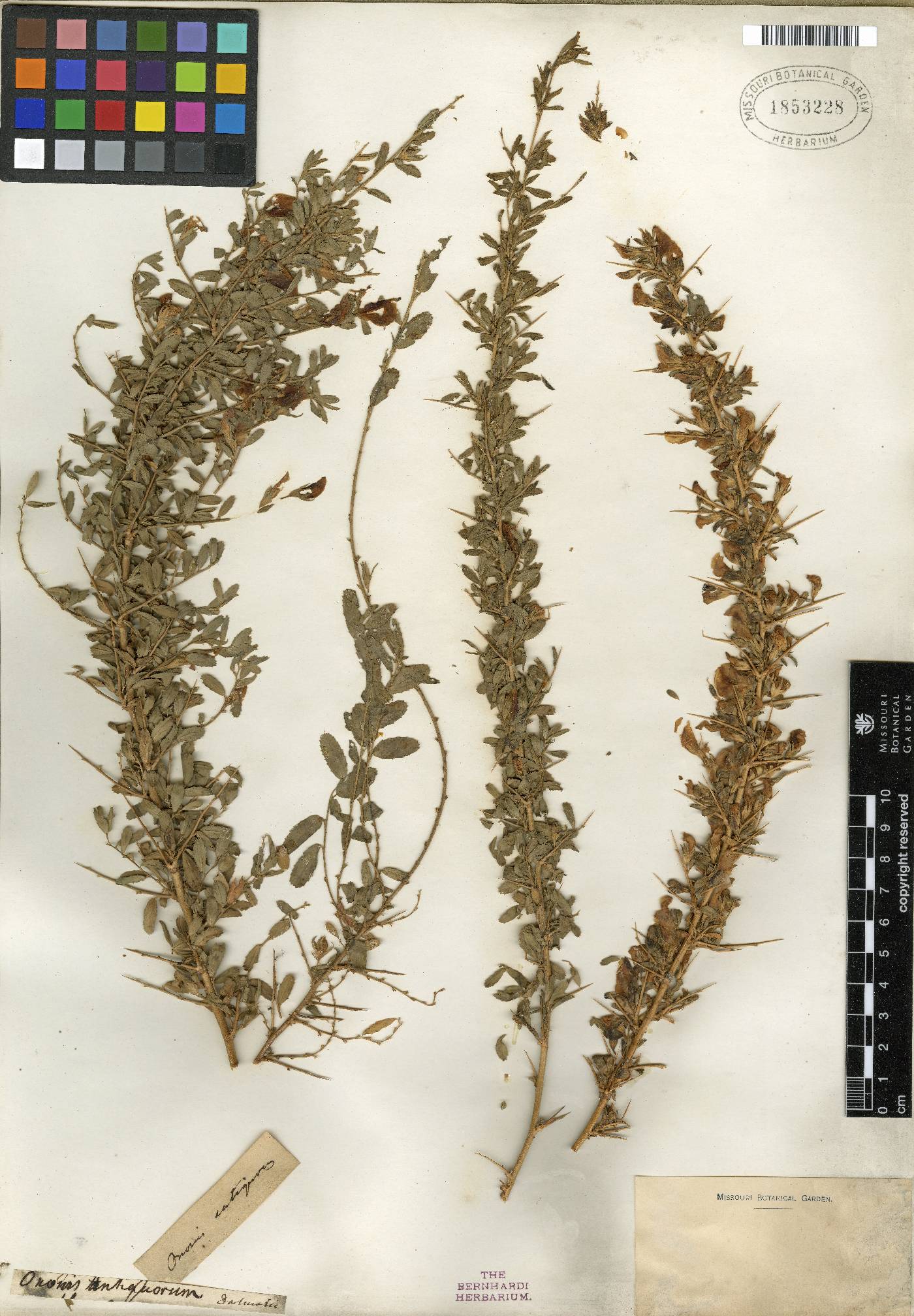Ononis spinosa subsp. antiquorum image