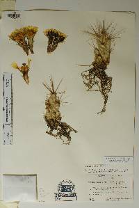 Corynopuntia emoryi image