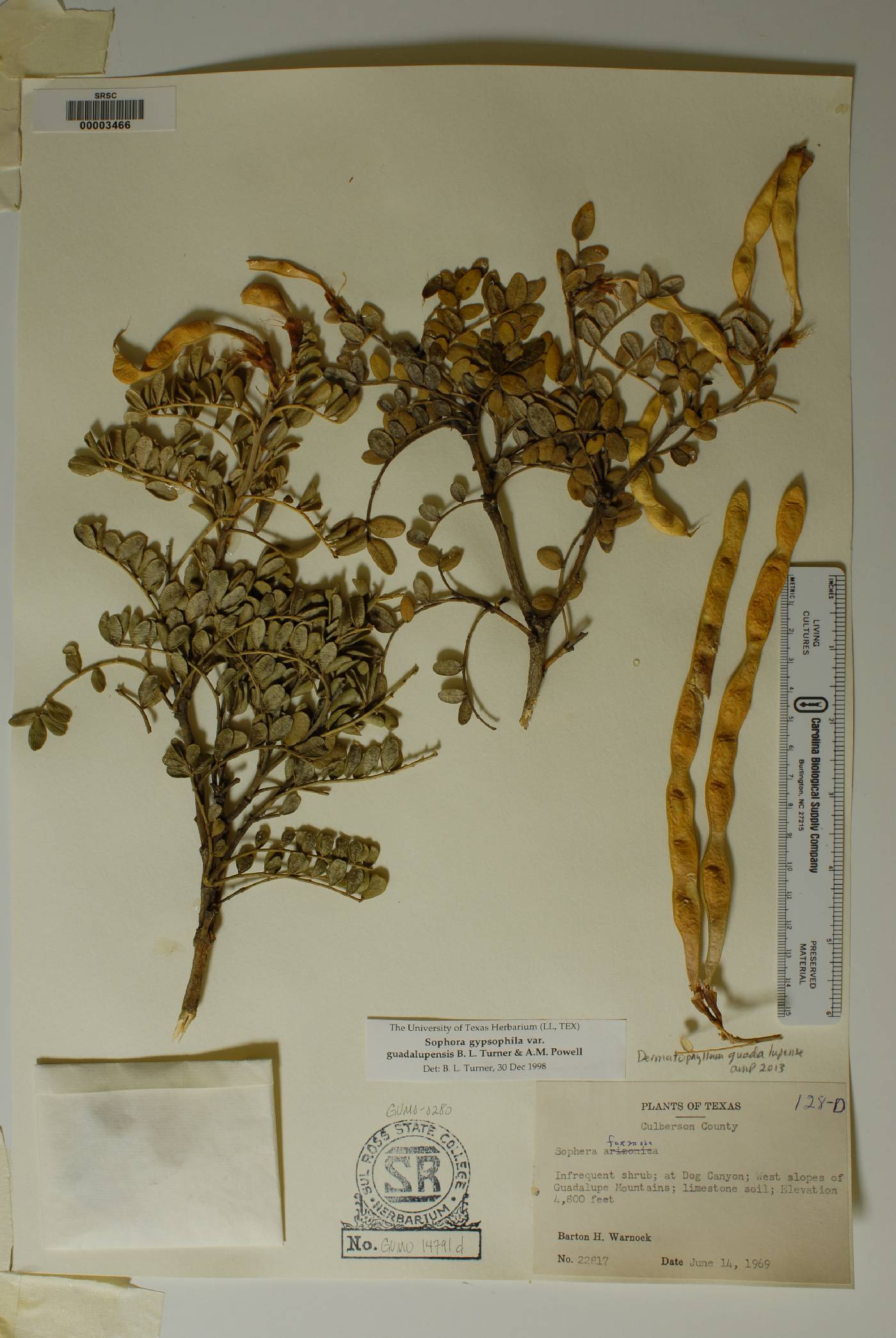 Dermatophyllum guadalupense image