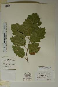 Quercus tardifolia image