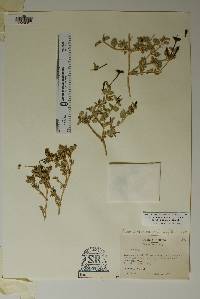 Image of Acleisanthes wrightii