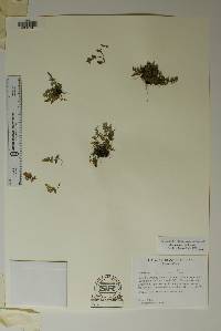 Myriopteris gracilis image