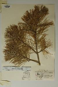 Pinus strobiformis image