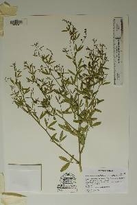 Image of Psoralea linearifolia