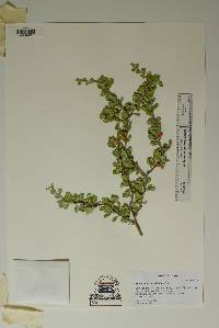 Image of Schaefferia cuneifolia