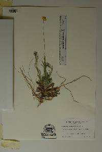 Image of Tetraneuris linearifolia