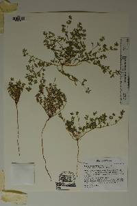 Image of Euphorbia geyeri
