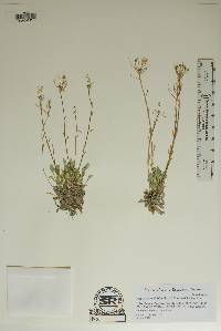 Image of Physaria ovalifolia