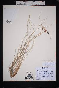 Muhlenbergia spiciformis image