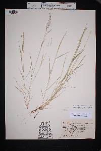 Muhlenbergia tenuifolia image