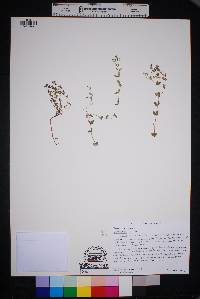 Image of Chamaesyce villifera