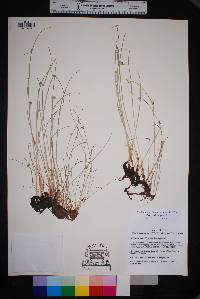 Cyperus laevigatus image