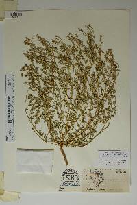 Euphorbia geyeri image