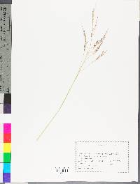 Eragrostis spectabilis image