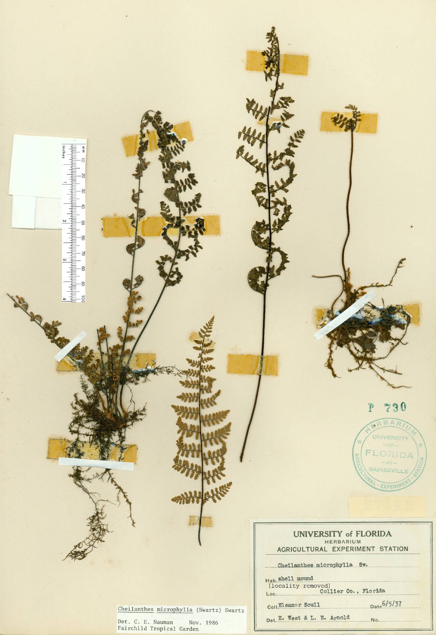 Myriopteris microphylla image