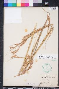 Image of Hyparrhenia variabilis