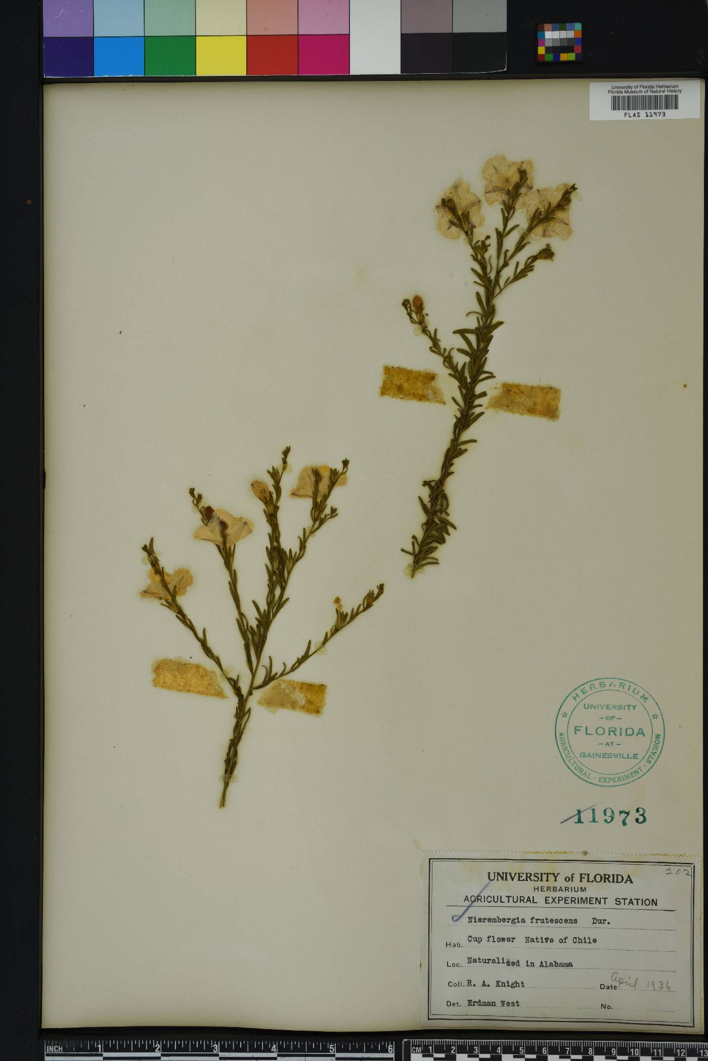 Nierembergia scoparia image