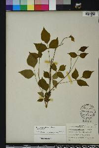 Toxicodendron radicans subsp. radicans image