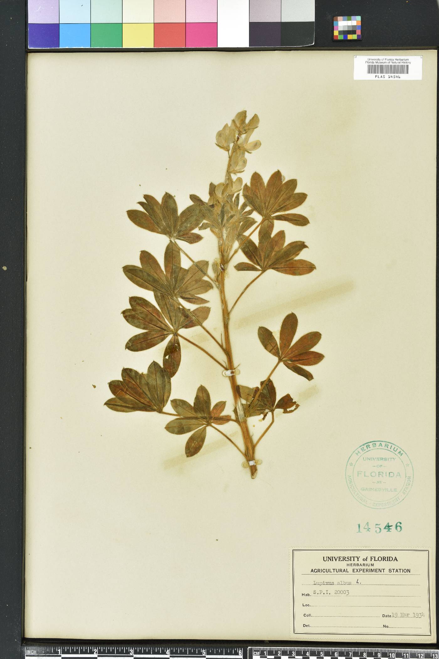 Lupinus albus image