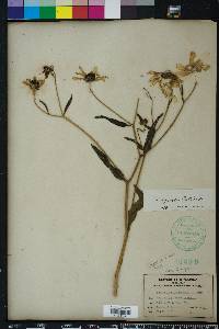 Helianthus agrestis image