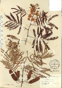 Image of Acacia villosa