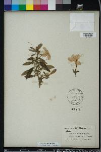 Ruellia dipteracanthus image