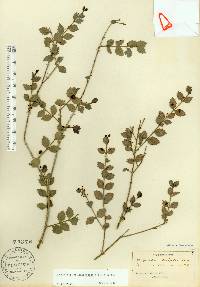 Crossopetalum ilicifolium image