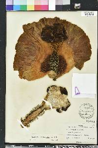 Amorphophallus paeoniifolius image