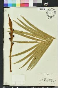 Cycas circinalis image