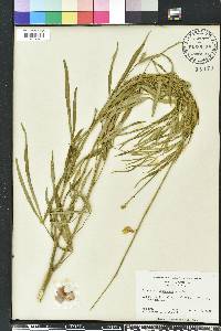 Crotalaria ochroleuca image