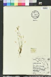 Cyperus aristulatus image
