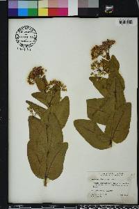 Asclepias humistrata image