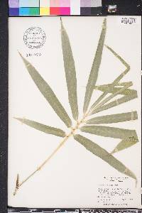 Bambusa tuldoides image