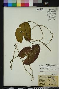 Nymphaea mexicana image