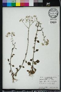 Cyanthillium cinereum image
