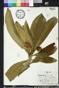 Eriobotrya japonica image