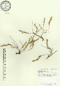 Evolvulus grisebachii image