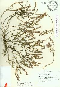 Stachydeoma graveolens image