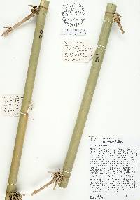Bambusa tulda image