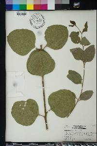 Image of Eucalyptus amplifolia