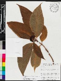 Image of Psychotria colorata