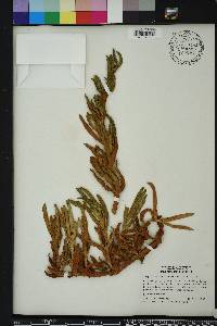 Carpobrotus chilensis image