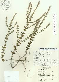 Stachydeoma graveolens image