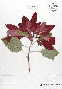 Euphorbia pulcherrima image