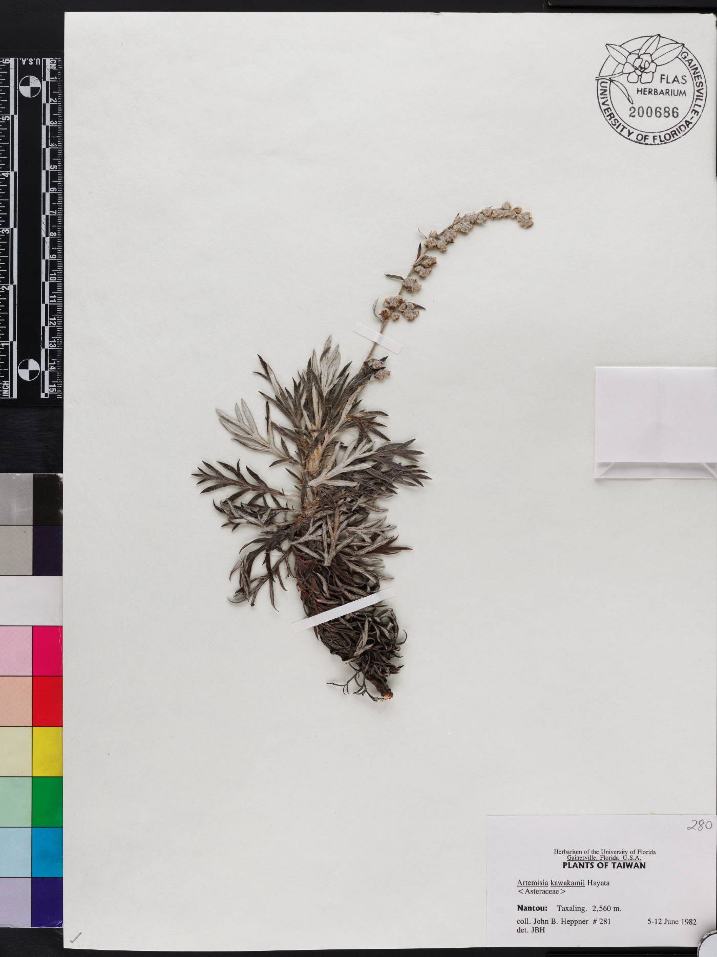 Artemisia kawakamii image