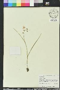 Callisia ornata image