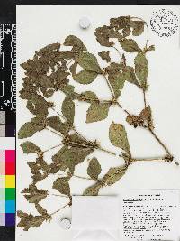Acanthospermum hispidum image
